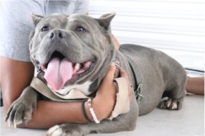 Servicios veterinarios gratis
