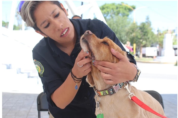 Servicios veterinarios gratis