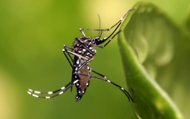 Medidas de prevención para el dengue en Aguascalientes