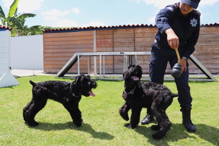Nuevos cachorros se preparan para ser parte de la Policía
