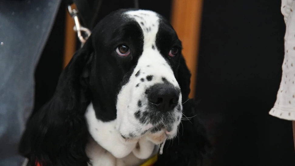 La perrita Señora Jingles, cambia vidas en el DIF Estatal