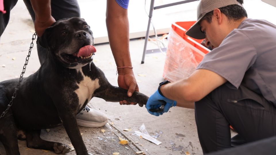 Se ofrecerá esterilización y vacunas gratuitas a mascotas