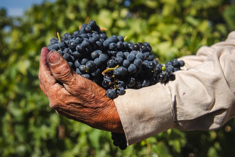 Aguascalientes será sede del Primer Congreso Internacional de vino mexicano