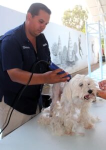 Este viernes habrá servicios veterinarios gratuitos en Pabellón de Arteaga