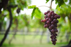 Aguascalientes será sede del Primer Congreso Internacional de vino mexicano