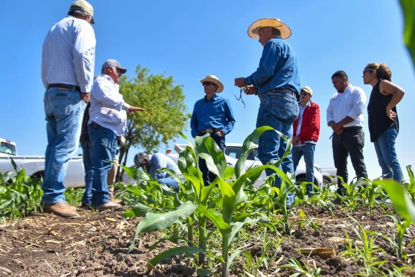 Con las lluvias y semillas certificadas, llegan nuevas oportunidades para productores