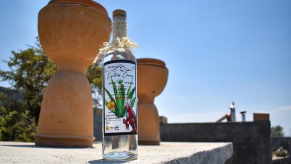 Diseñan estrategias que impulsen la exportación y posicionamiento del mezcal en Aguascalientes