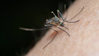 Confirman tercer caso de dengue en Aguascalientes; todos en una misma familia