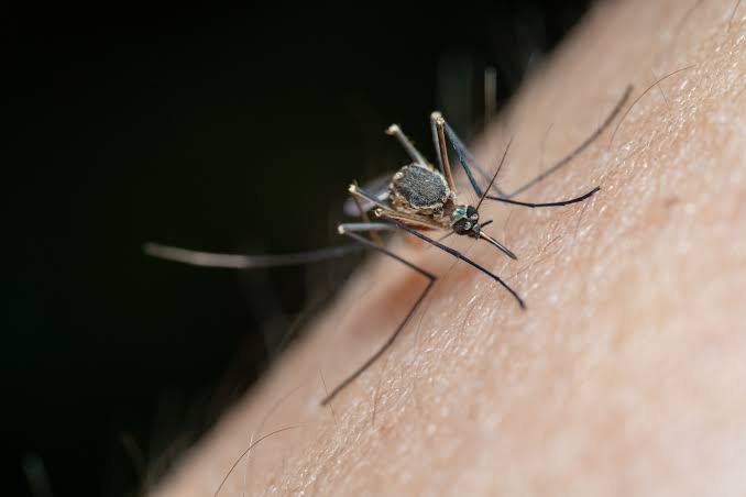 Confirman tercer caso de dengue en Aguascalientes; todos en una misma familia